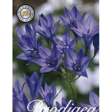 Mini Agapanthus Queen Fabiola 100-pack